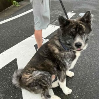 ウオーキング中秋田犬に出会った。