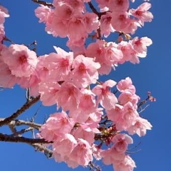 陽光桜見ごろ