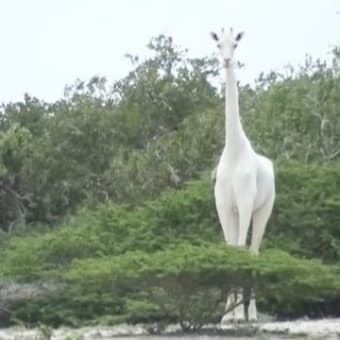 UK発：　white giraffes killed by poachers