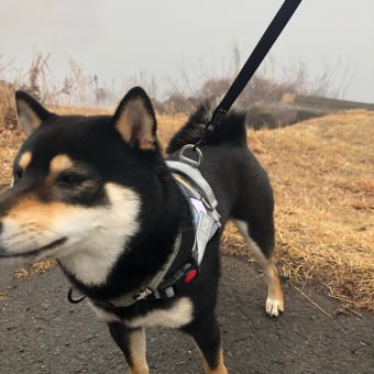 霧の志高湖