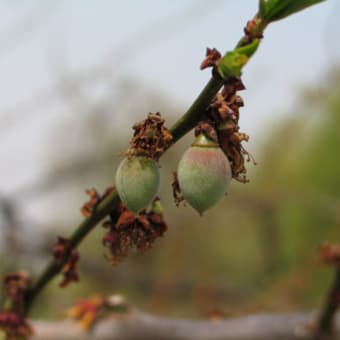 梅の花の後には？
