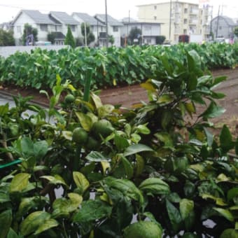 雨に濡れるみかん