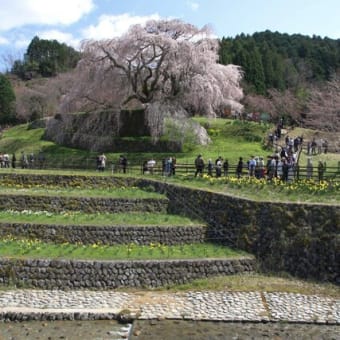 宇陀の又兵衛桜