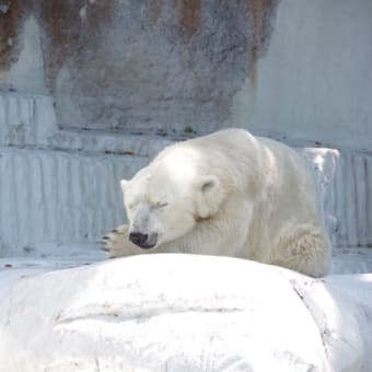 シロクマ親子ʕ•ᴥ•ʔ