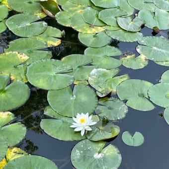 中世を思ふひととき未草