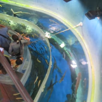 2016年10月12日　水曜日　「森の中水族館」