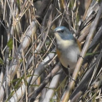 瑠璃色の鳥