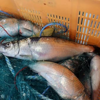 日本海沿岸ニシン漁獲状況速報（3月10日） 石狩・後志で約1,450㌧の水揚げ 、3月も水揚げ続く
