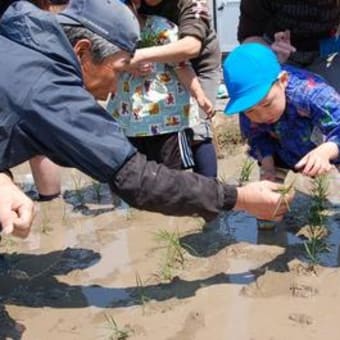 めぐみ幼稚園田植え体験学習