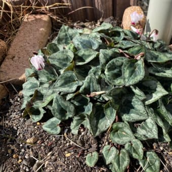 我が家の庭で長く咲く花と言えば