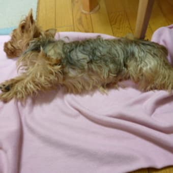 飛ぶ夢を見ながら