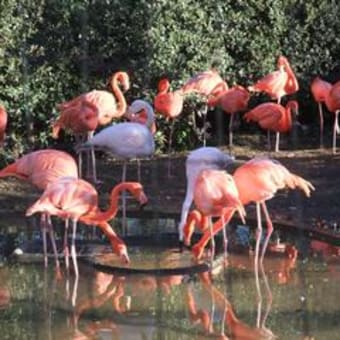 上野動物園