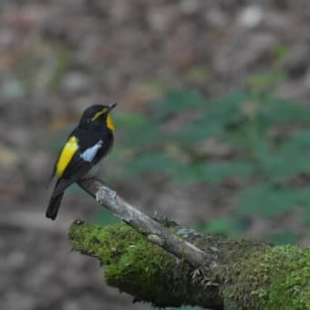 野鳥シリーズ　２
