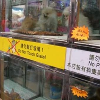 香港のペット街⑦　犬の種類