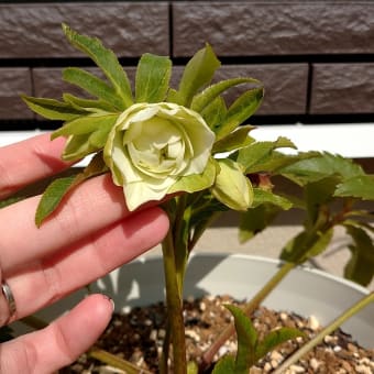 ブルーベリーの植え替え　クリスマスローズ開花