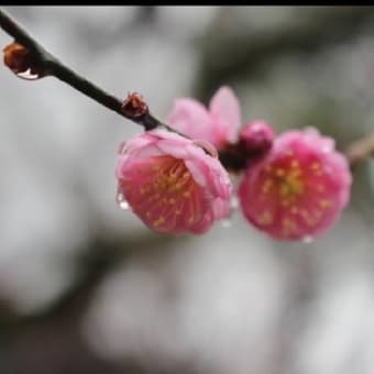 2月の京都