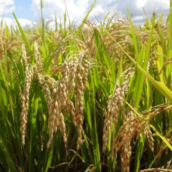 米価暴落で農家危機