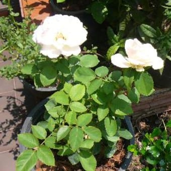 薔薇も植えたのだけど
