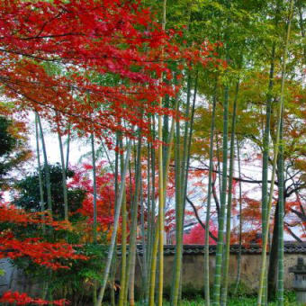 宝厳院。。。。。嵐山の紅葉、その３。。。。。