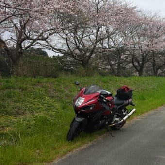 日本海方面と桜ツーリング