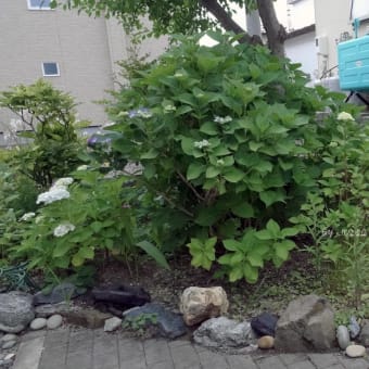 見頃を迎えた