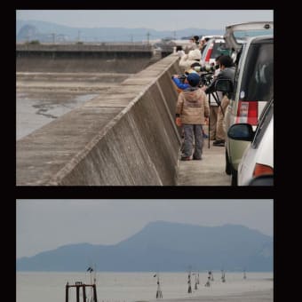 野鳥観察会（球磨川河口）。。