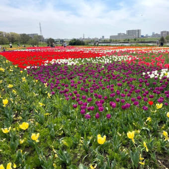 桜やっと満開