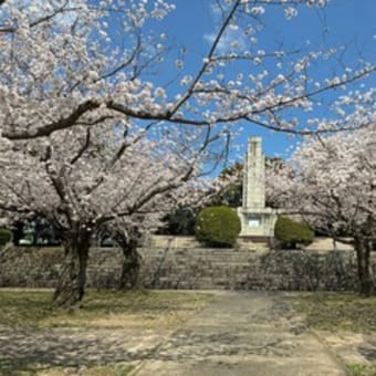 平和公園の桜ー２０２５（北九州市小倉北区）