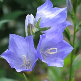 キキョウ科