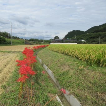 ひがんばな