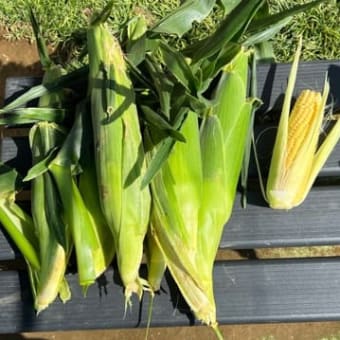 害虫が活発に
