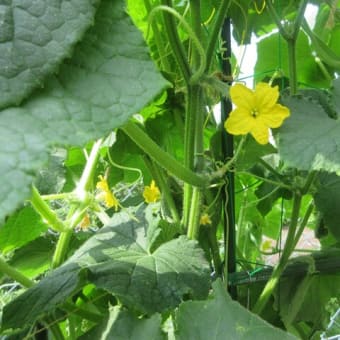 芽が出て ふくらんで 花が咲いて♥／