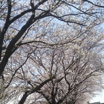 桜の散歩みち