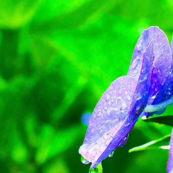 雨の全長寺にて　紫陽花