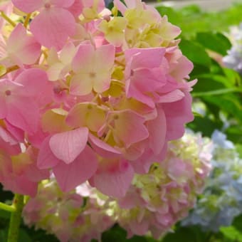 紫陽花。