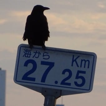 日本人はデモ嫌い