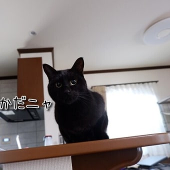ネコの前足が香ばしい😓