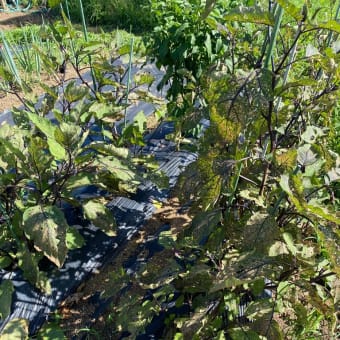 7月　ジャガイモ収穫　テントウムシ被害