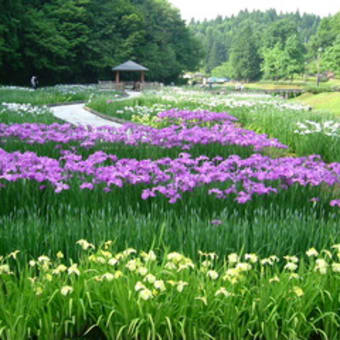 花菖蒲園（しらさぎ森林公園）