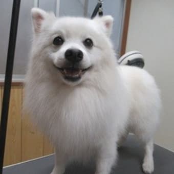 常勤看板犬のポン太が、突然、虹の橋を渡ってしまいました。