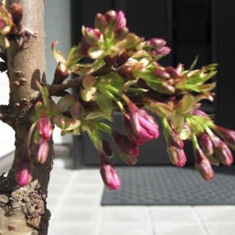 2020 4 7  桜の盆栽　蕾が膨らんできました　