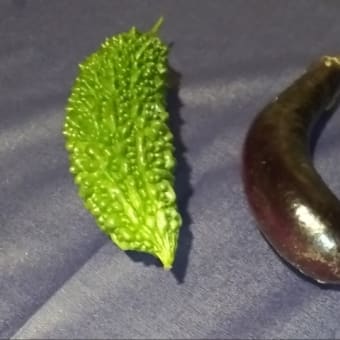 初🌽トウモロコシ