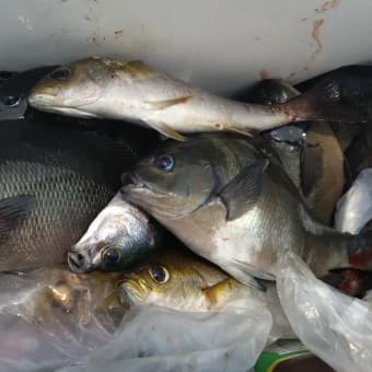 暑さ我慢釣行