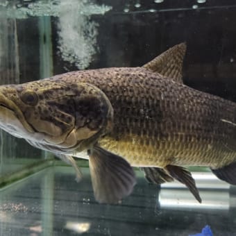 リアルタライロン アイマラ約55cm
