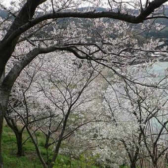 海の見える桜道