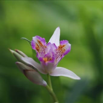 チャボシランや黄花小白笈なども終盤です。