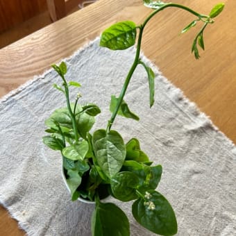 猛暑に水を思う　　と、にんにく麹