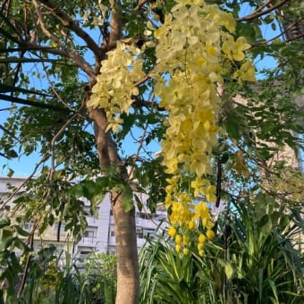 直射日光で、色抜け