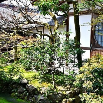 桜の道：南禅寺から銀閣寺へ　４（哲学の道2）