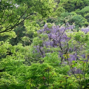 六甲・最高峰から布引谷へ